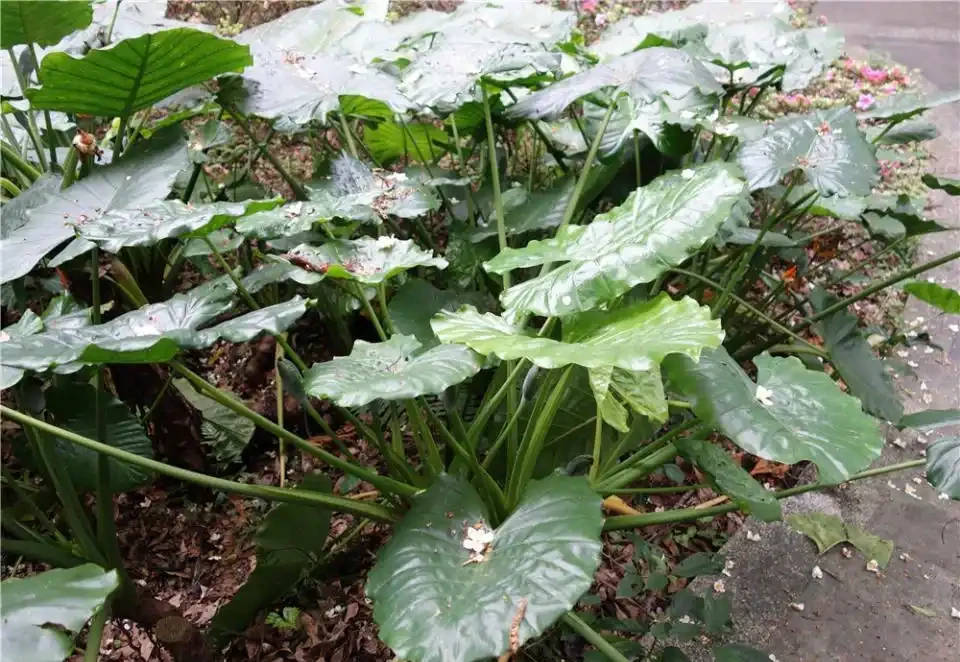 海芋和海芋的區別:別再傻傻分不清啦!