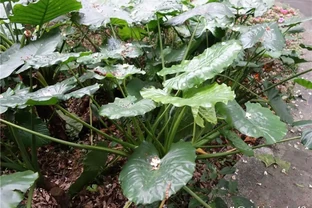 海芋和海芋的區別：別再傻傻分不清啦！