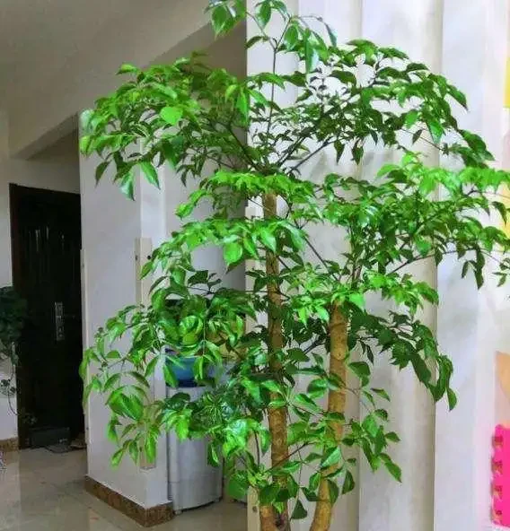 六款木本植物,好養易活逐年增值,小苗速變大樹