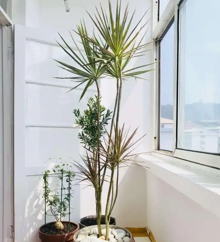 六款木本植物,好養易活逐年增值,小苗速變大樹