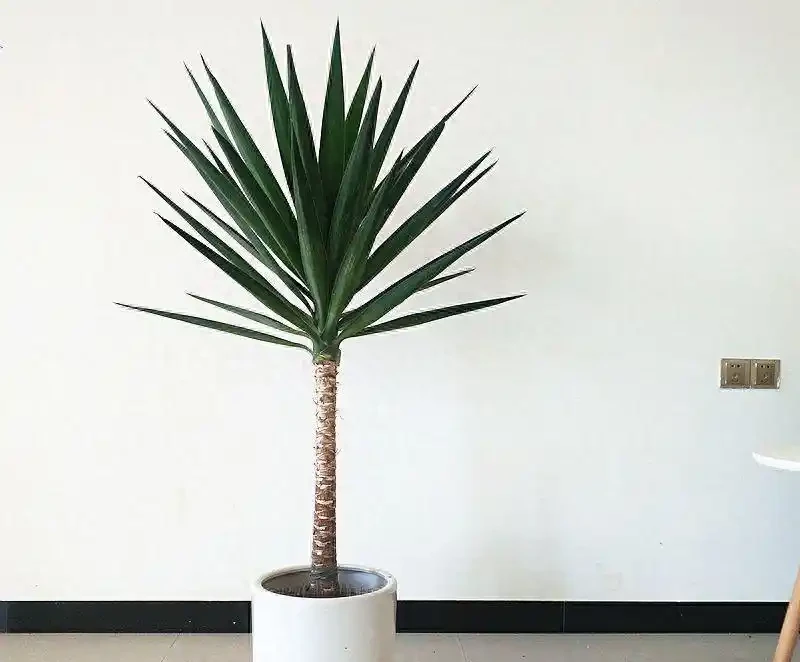六款木本植物,好養易活逐年增值,小苗速變大樹