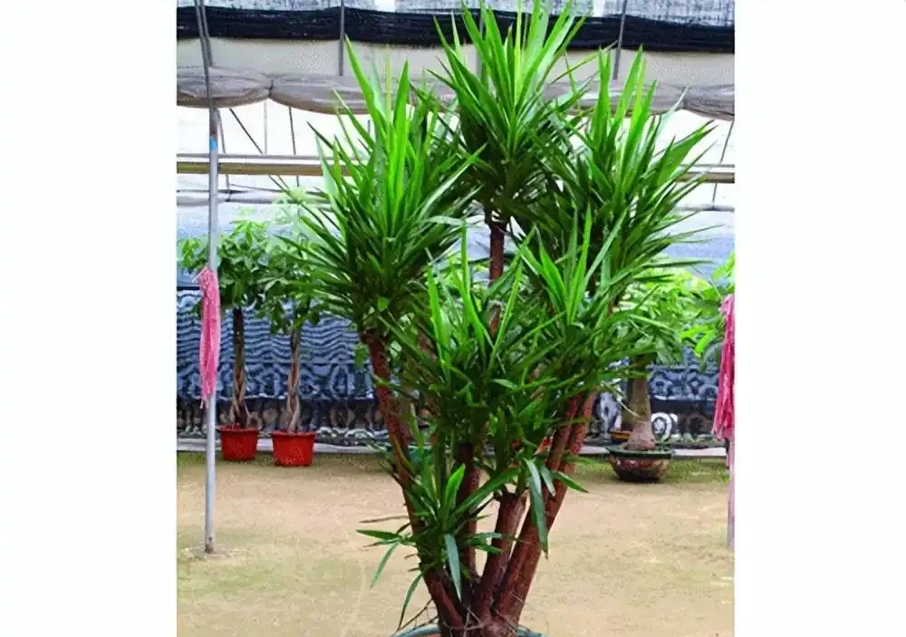 六款木本植物,好養易活逐年增值,小苗速變大樹
