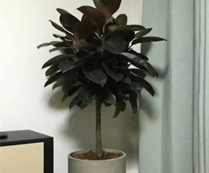 六款木本植物,好養易活逐年增值,小苗速變大樹