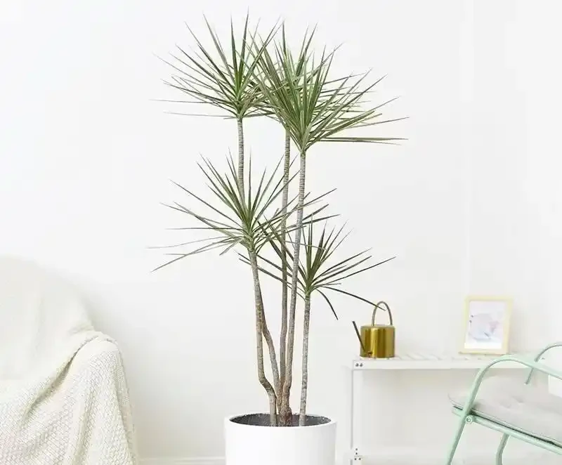 六款木本植物,好養易活逐年增值,小苗速變大樹