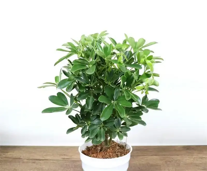 六款木本植物,好養易活逐年增值,小苗速變大樹