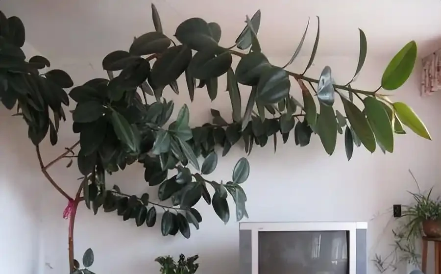 六款木本植物,好養易活逐年增值,小苗速變大樹