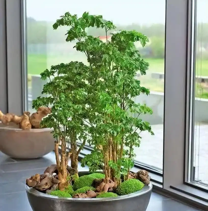 六款木本植物,好養易活逐年增值,小苗速變大樹