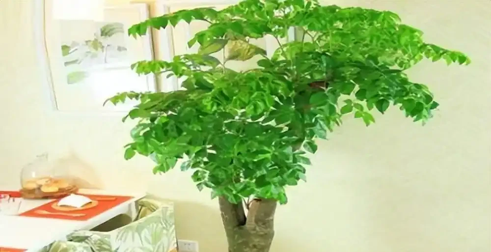 六款木本植物,好養易活逐年增值,小苗速變大樹