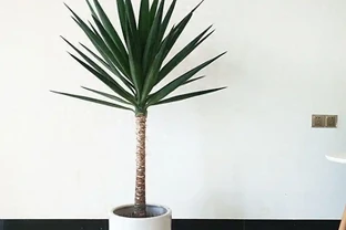 六款木本植物，好養易活逐年增值，小苗速變大樹