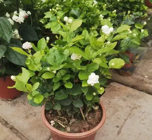 家裡養這4種香香花,開花好看,香味濃