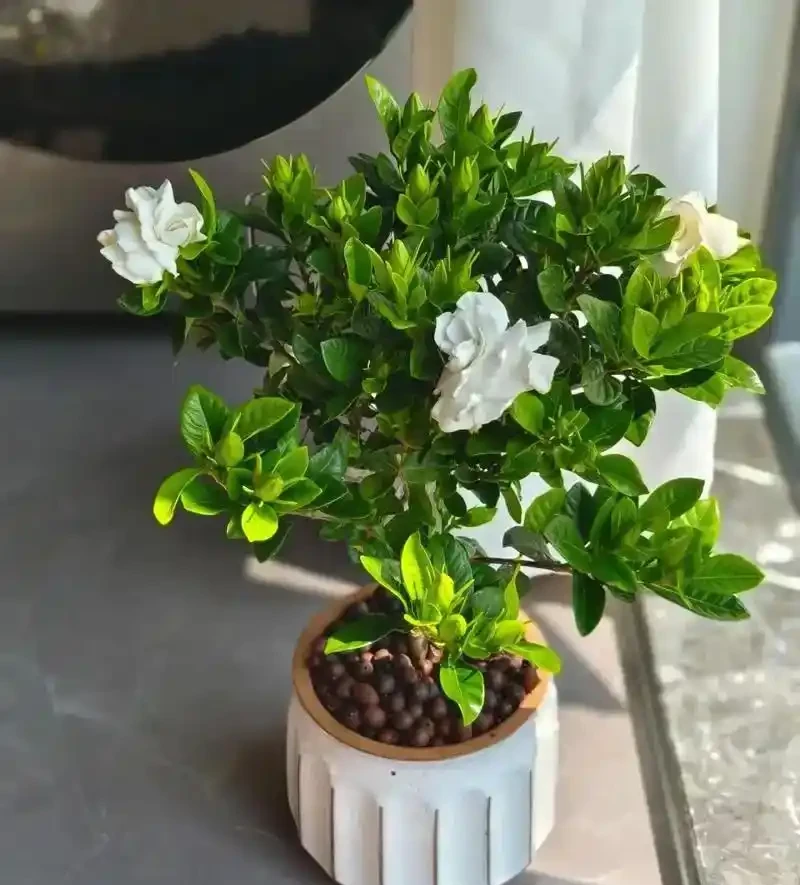 家裡養這4種香香花,開花好看,香味濃