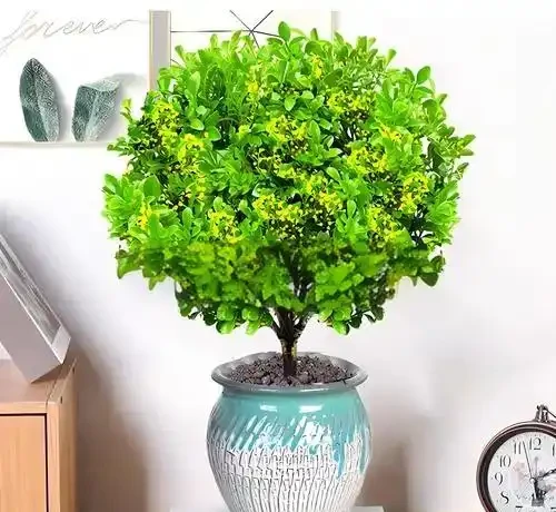 家裡養這4種香香花,開花好看,香味濃