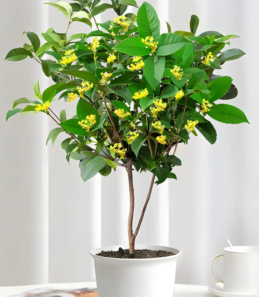 家裡養這4種香香花,開花好看,香味濃