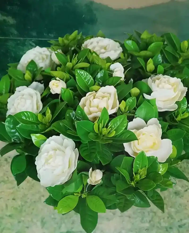 家裡養這4種香香花,開花好看,香味濃