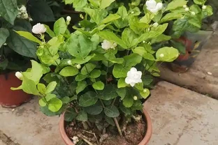 家裡養這4種香香花，開花好看，香味濃