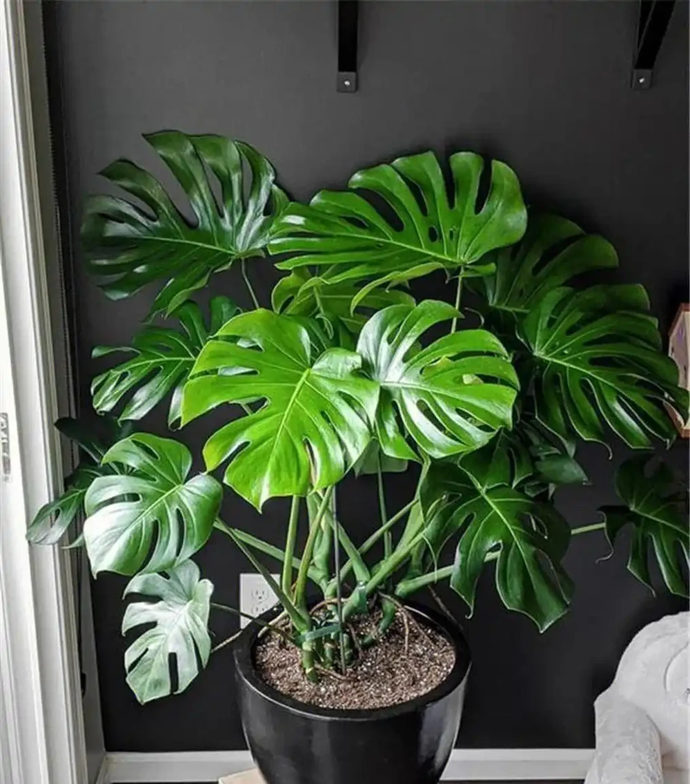 龜背芋