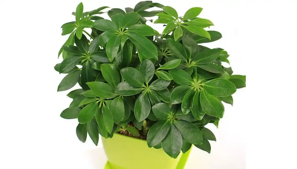 鴨腳木