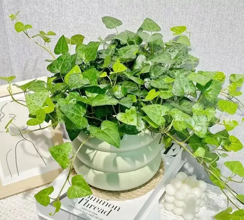 洋常春藤