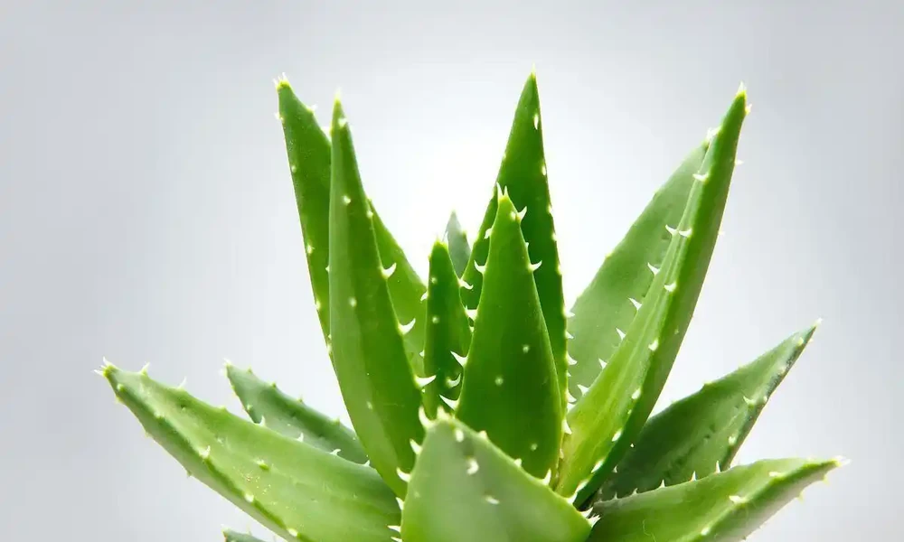 蘆薈