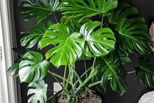 十大家居除甲醛綠植排名：高效淨化空氣，這些綠植讓家清新無憂