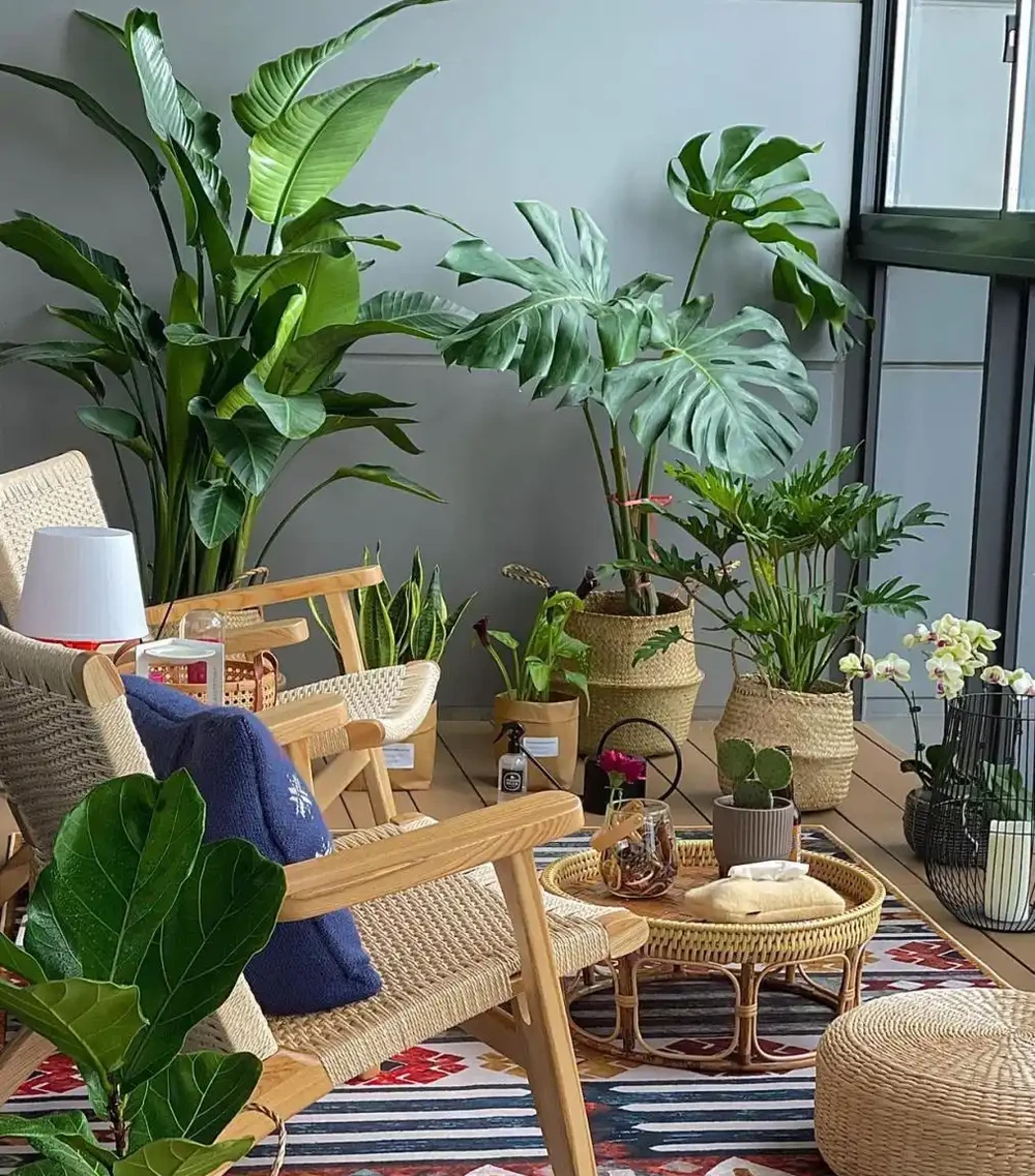絕了！這十種陽臺綠植，旺家又超美！