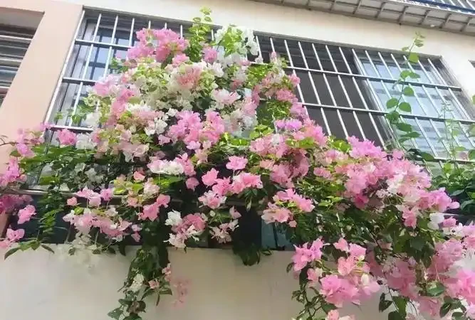 絕了！這十種陽臺綠植，旺家又超美！