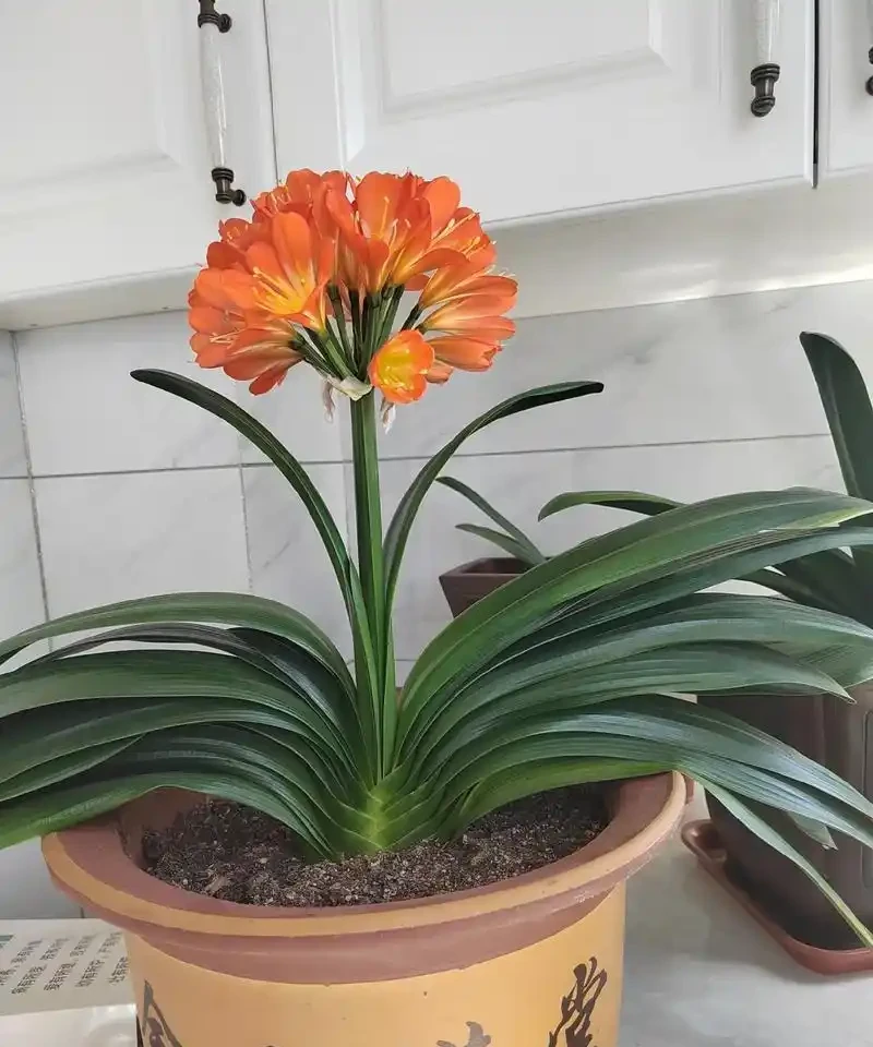 絕了！這十種陽臺綠植，旺家又超美！