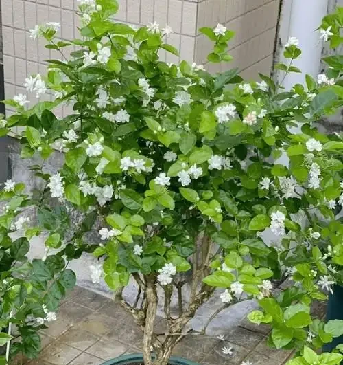 絕了！這十種陽臺綠植，旺家又超美！