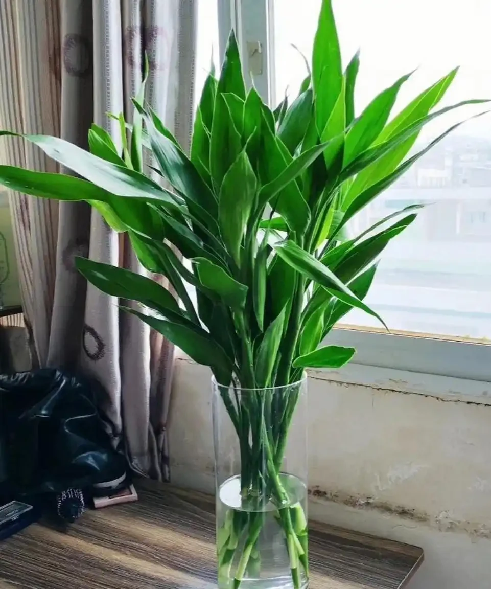 絕了！這十種陽臺綠植，旺家又超美！