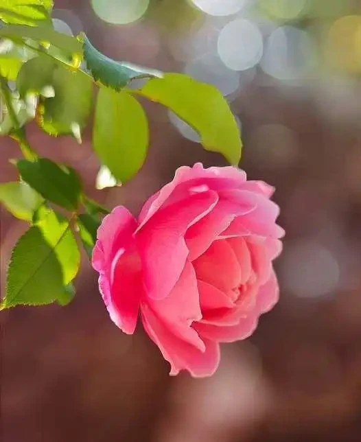 薔薇