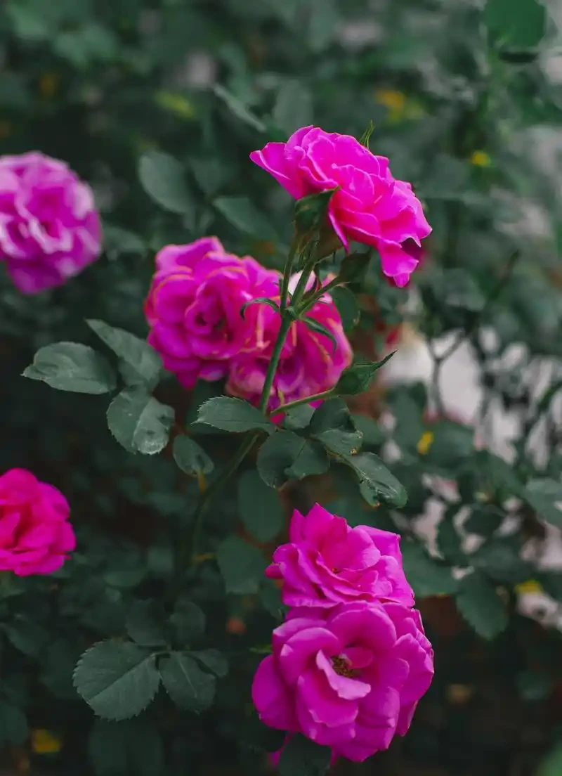 薔薇