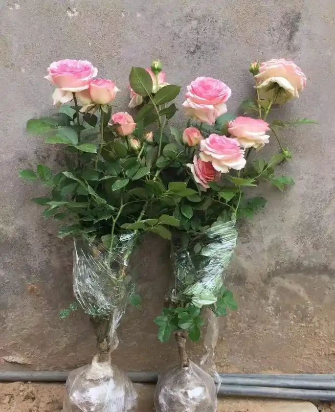 薔薇