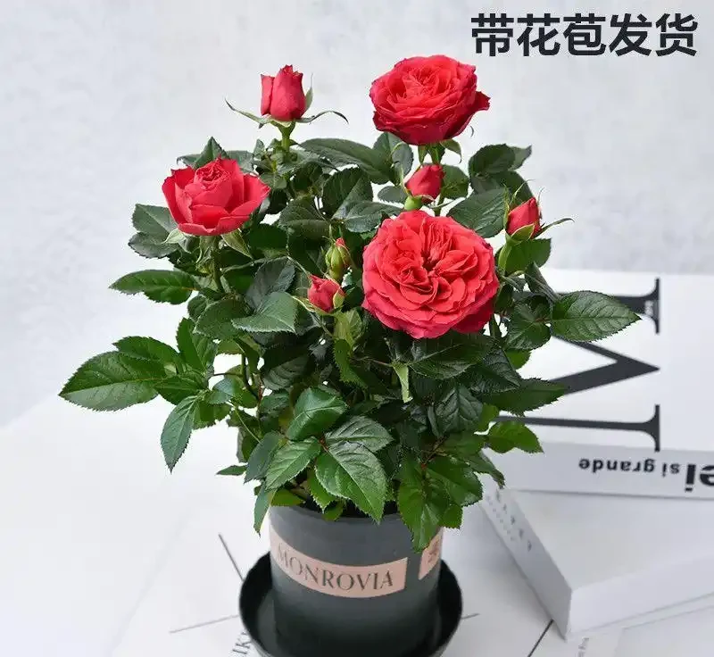 玫瑰