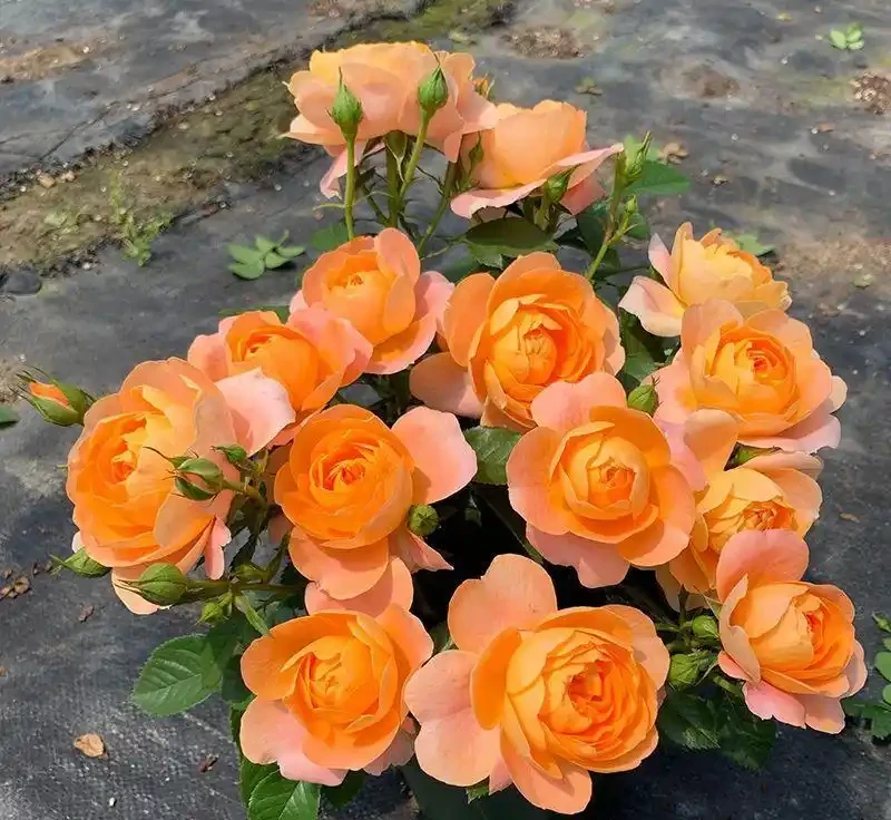薔薇