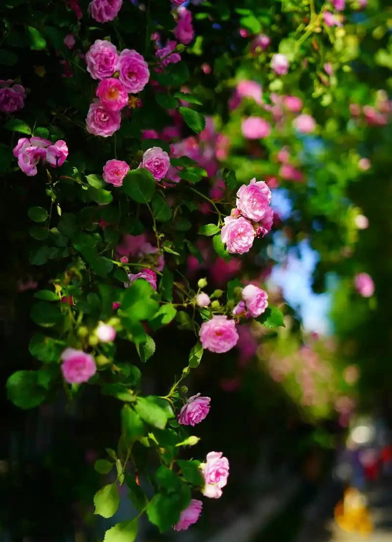 薔薇