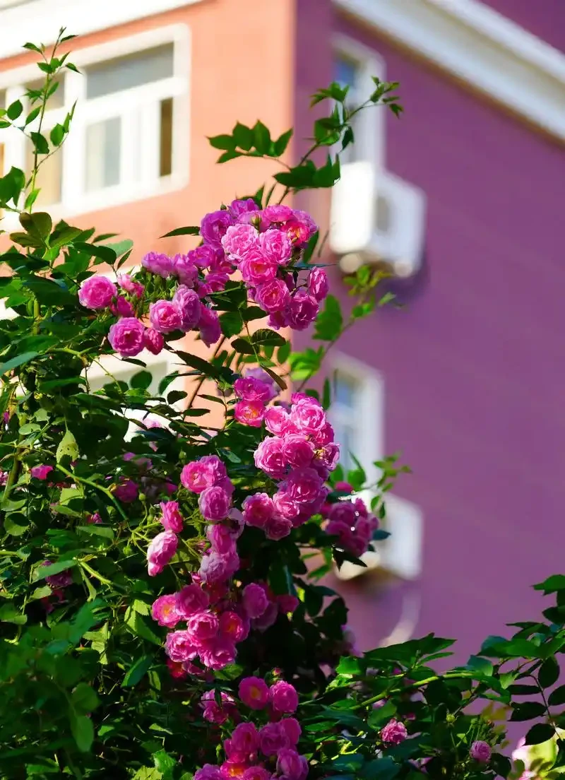 薔薇