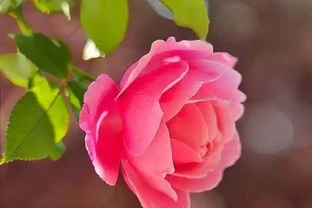 薔薇和玫瑰的區別：認識這兩種常見花卉的差異