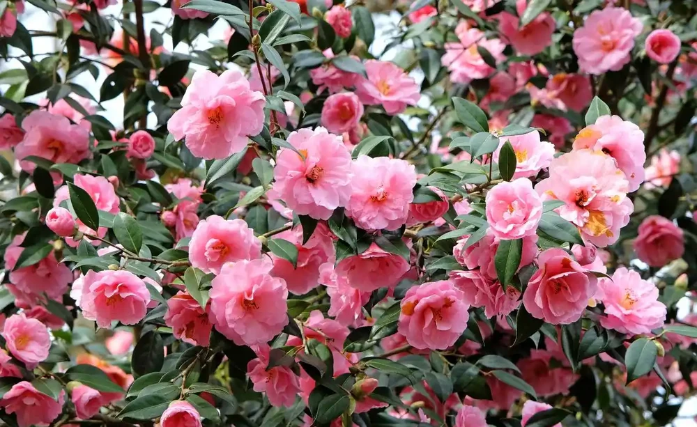 茶花開開花期間施什麼肥最好,多久施一次肥合適?