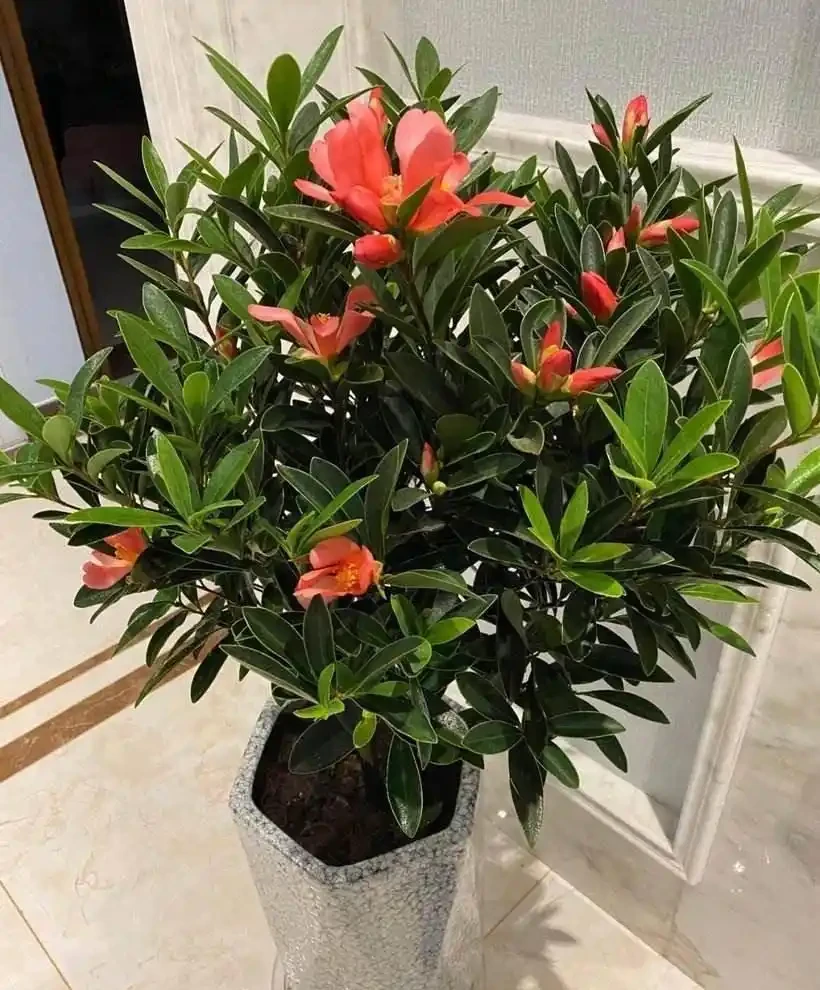 茶花開開花期間施什麼肥最好,多久施一次肥合適?