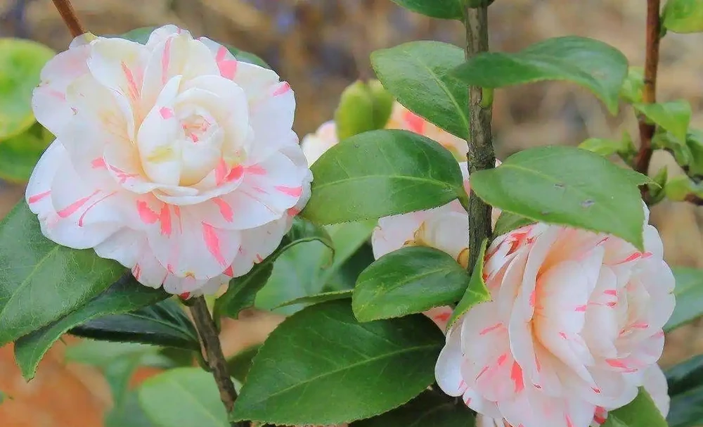 茶花開開花期間施什麼肥最好,多久施一次肥合適?