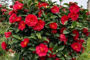 茶花開開花期間施什麼肥最好，多久施一次肥合適？