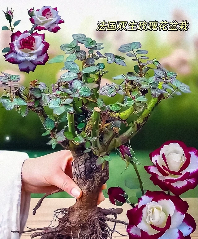 玫瑰養護必看!7個爆火技巧讓新手變養花達人