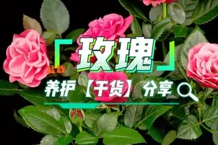 玫瑰養護必看！7個爆火技巧讓新手變養花達人