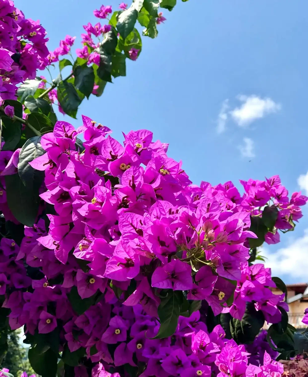 一年四季都不死的花