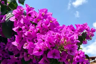 一年四季都不死的花