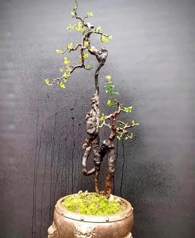 金彈子盆景春季養護管理要點及實踐經驗分享