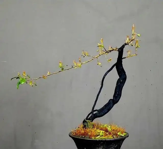 金彈子盆景春季養護管理要點及實踐經驗分享