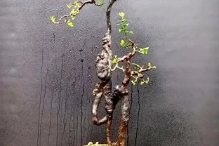 金彈子盆景春季養護管理要點及實踐經驗分享