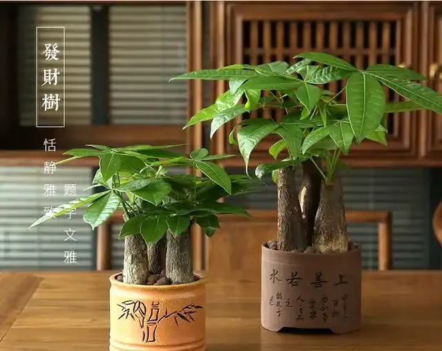 發財樹肥料段位大揭秘！從青銅到王，養出「招財巨樹」就這麼簡單