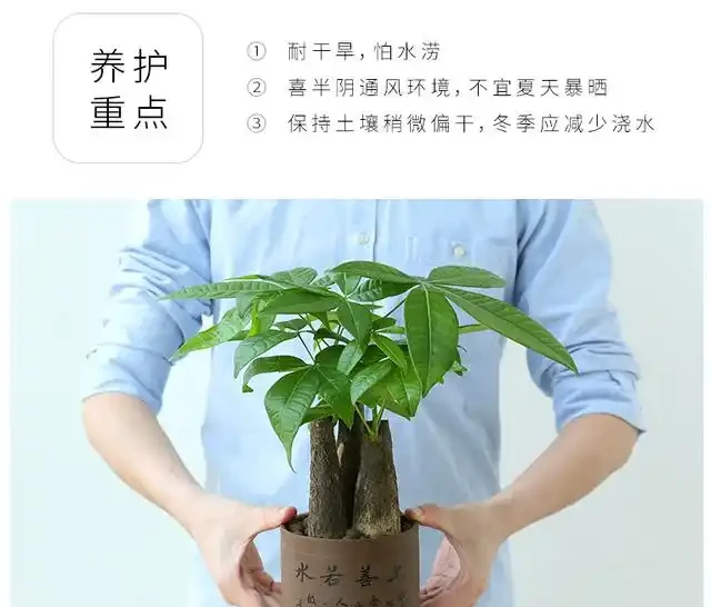 發財樹肥料段位大揭秘！從青銅到王，養出「招財巨樹」就這麼簡單
